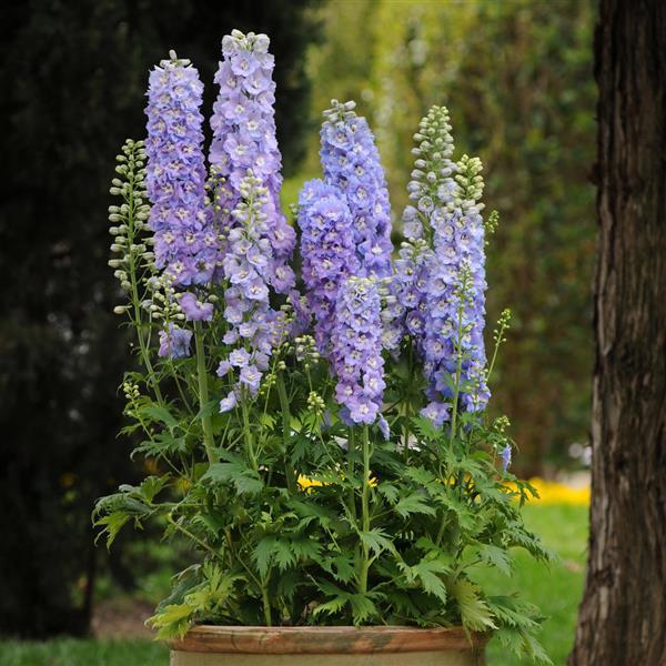 Lavender Delphinium Flower Seeds - Heirloom Non GMO High Germination Flower Seeds for Planting