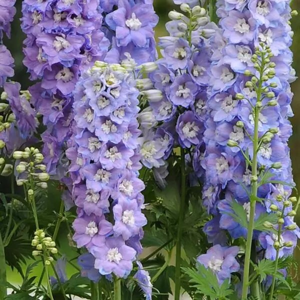 Lavender Delphinium Flower Seeds
