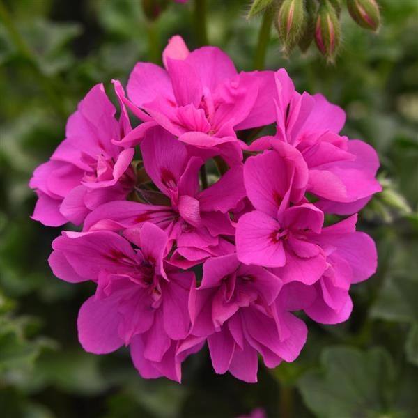 Pink Geranium Flower Seeds - Heirloom Non GMO High Germination Flower Seeds for Home Garden Planting