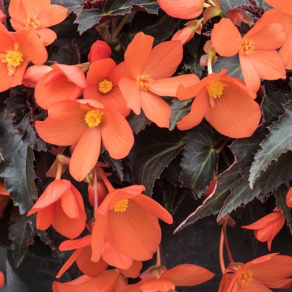 Orange Begonia Boliviensis Flower Seeds – Heirloom, Non-GMO, High Germination Seeds - Heirloom Non GMO High Germination