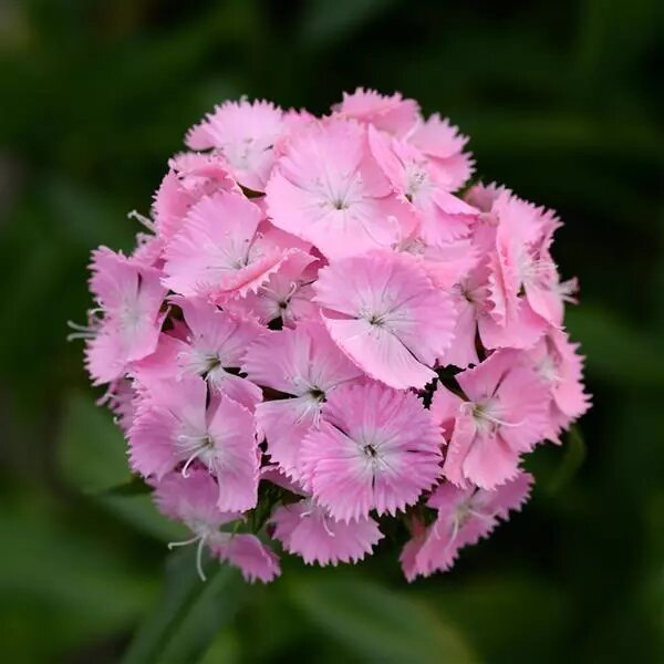 Pink Dianthus Flower Seeds