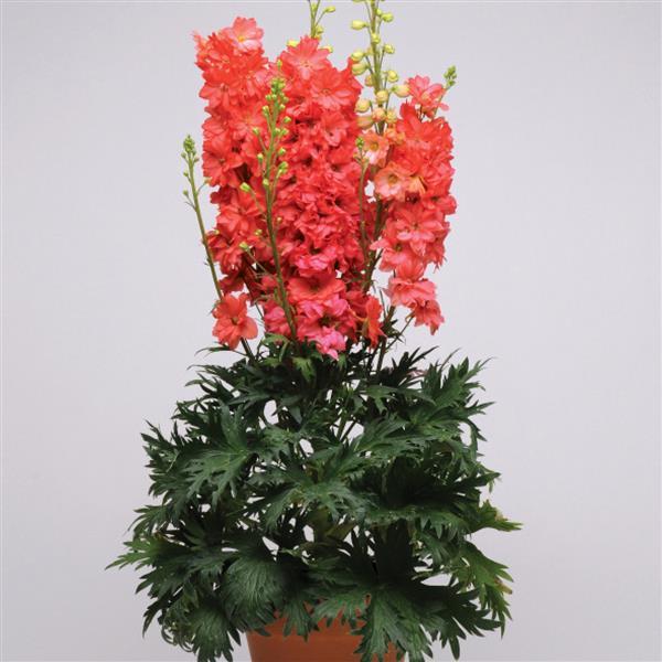 Red Delphinium Flower Seeds – Exotic Flowering Plants for Colorful Backyard Beauty