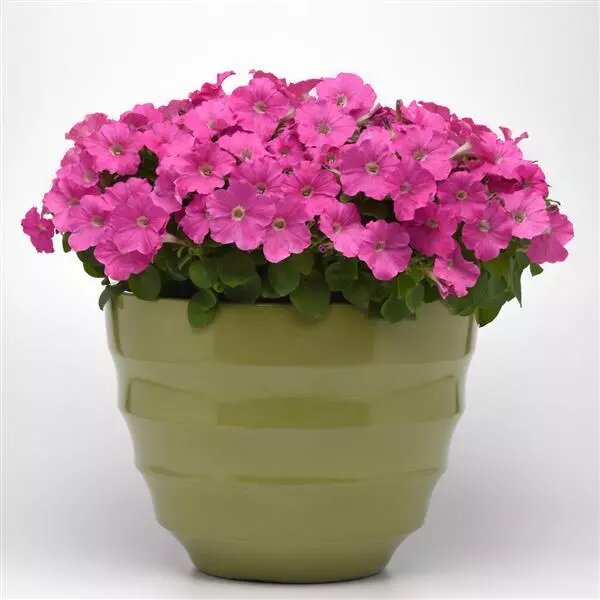Pink Petunia Flower Seeds