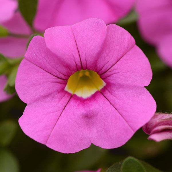 Pink Calibrachoa Flower Seeds