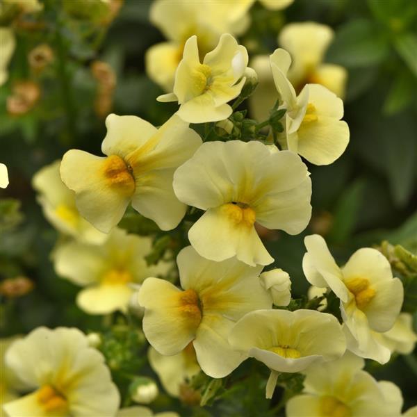 Yellow Nemesia Flower Seeds 