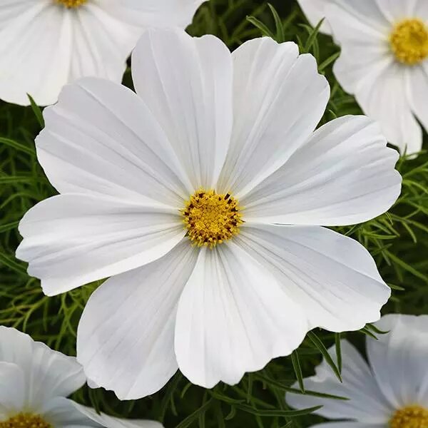 White Cosmos Flower Seeds