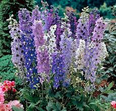 Mixed Delphinium Flower Seeds