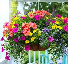 Mixed Calibrachoa Flower Seeds 