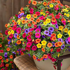Mixed Calibrachoa Flower Seeds