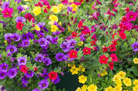Mixed Calibrachoa Flower Seeds 