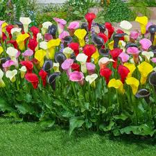 Mixed Calla Lily Flower Seeds
