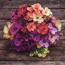 Mixed Erysimum Flower Seeds for Planting Heirloom Non-GMO High Germination Organic Garden Seeds Colorful Blooms - Heirlo