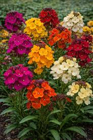Mixed Erysimum Flower Seeds for Planting Heirloom Non-GMO High Germination Organic Garden Seeds Colorful Blooms - Heirlo
