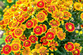 Mixed Helenium Flower Seeds for Planting Heirloom Non-GMO High Germination Organic Garden Seeds Colorful Blooms -