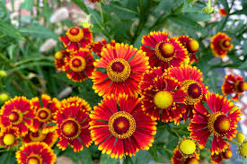 Mixed Helenium Flower Seeds for Planting Heirloom Non-GMO High Germination Organic Garden Seeds Colorful Blooms -