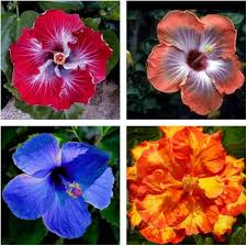 Mixed Hibiscus Flower Seeds – Heirloom, Non-GMO, High Germination Seeds