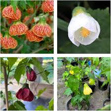 Mixed Lantern Hibiscus Flower Seeds – Heirloom, Non-GMO, High Germination Seeds