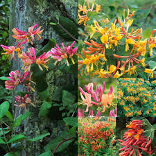 Mixed Honeysuckle Flower Seeds