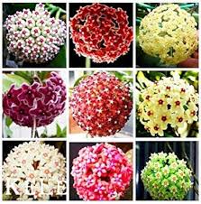 Mixed Hoya Carnosa Flower Seeds