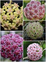Mixed Hoya Flower Seeds Heirloom Non-GMO High Germination Organic Garden Seeds for Planting Colorful Garden - Heirloom N