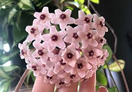 Hoya Flower Seeds