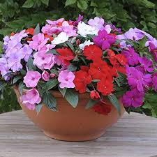 Mixed Impatiens Flower Seeds Colorful Backyard Beauty - Heirloom Non GMO High Germination Organic Garden Seeds for