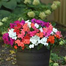 Mixed Impatiens Flower Seeds