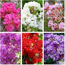 Mixed Lagerstroemia Flower Seeds Colorful Blooms - Heirloom Non GMO High Germination Organic Garden Seeds for