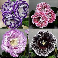 Mixed Bonsai Gloxinia Flower Seeds Heirloom Non - Heirloom Non GMO Flower Seeds, Premium High Germination Garden Plantin