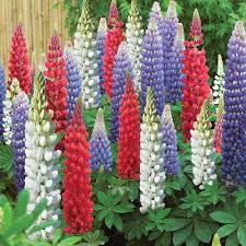 Mixed Lupine Flower Seeds