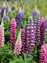 Lupine Flower Seeds Mixed Easy Grow Blossoms for Home Garden Decoration Heirloom Non-GMO High Germination - Heirloom