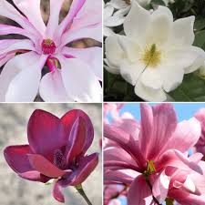 Mixed Magnolia Flower Seeds