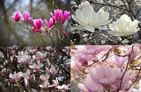 Mixed Magnolia Flower Seeds Exotic Flowering Plants for Backyard Beauty Heirloom Non-GMO High Germination Seeds for