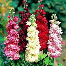 Mixed Matthiola Incana Flower Seeds Rare Blooming Plants Balcony and Patio Gardening Heirloom Non-GMO High Germination