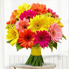 Mixed Gerbera Flower Seeds Easy Grow Blossoms Home Garden Decoration Colorful Landscape Heirloom Non-GMO High