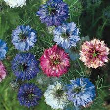 Mixed Nigella Damascena Flower Seeds