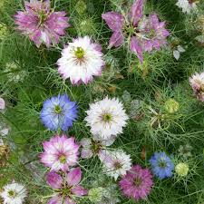 Mixed Nigella Damascena Flower Seeds