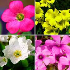 Mixed Oxalis Flower Seeds
