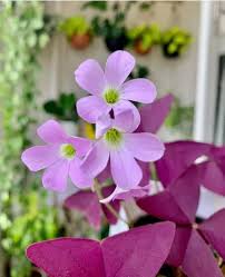 Oxalis Flower Seeds Mixed 