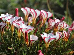 Mixed Versicolor Oxalis Flower Seeds 