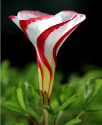 Mixed Oxalis Versicolor Flower Seeds