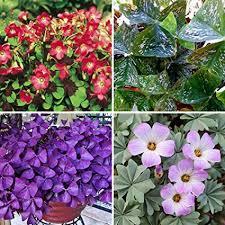 Mixed Oxalis acetosella Flower Seeds - Heirloom Non GMO High Germination Organic Flower Seeds for Planting