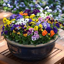 Mixed Pansy Flower Seeds Rare Blooming Plants Balcony and Patio Gardening Colorful Heirloom Non-GMO High Germination
