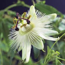 Mixed Passiflora Flower Seeds Premium Floral Seeds Decorative Outdoor Landscapes Heirloom Non-GMO High Germination