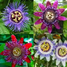 Mixed Passiflora Flower Seeds