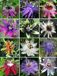 Mixed Passiflora Flower Seeds Premium Floral Seeds Decorative Outdoor Landscapes Heirloom Non-GMO High Germination