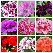 Mixed Geranium Pelargonium Flower Seeds Exotic Flowering Plants for Backyard Garden Beauty Heirloom Non-GMO High Germina