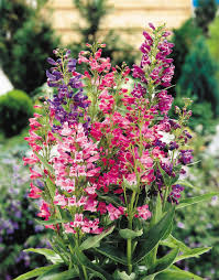 Mixed Penstemon Flower Seeds Easy Grow Blossoms Home Garden Decoration Colorful Landscape Heirloom Non-GMO High