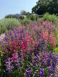 Mixed Penstemon Flower Seeds Easy Grow Blossoms Home Garden Decoration Colorful Landscape Heirloom Non-GMO High