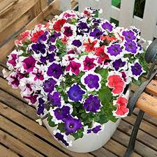 Mixed Petunia Flower Seeds Rare Blooming Plants Balcony and Patio Gardening Colorful Heirloom Non-GMO High Germination